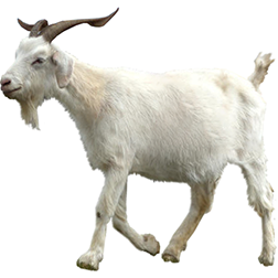 Xinjiang Goat